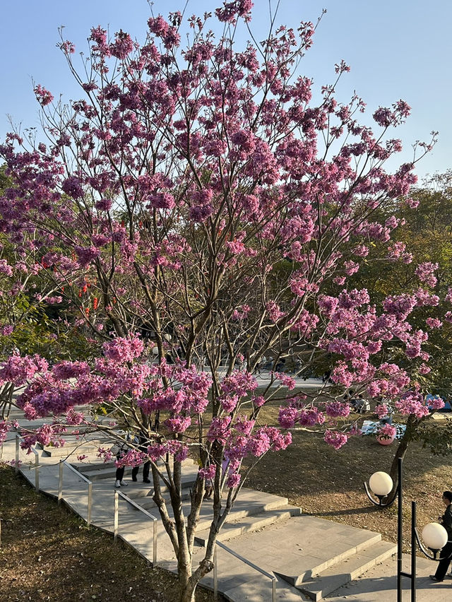 🌿 蓮花山公園 × 深業上城 × 筆架山｜搭捷運就能抵達的城市綠洲