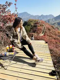 北京最美秋天在這！免費紅葉步道美到窒息