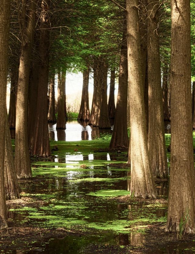昆明王官濕地公園是滇池邊的生態休閒勝地,以下是一份遊玩攻略: 昆明王官濕地公園是滇池邊的生態休閒勝地,以下是一份遊玩攻略: