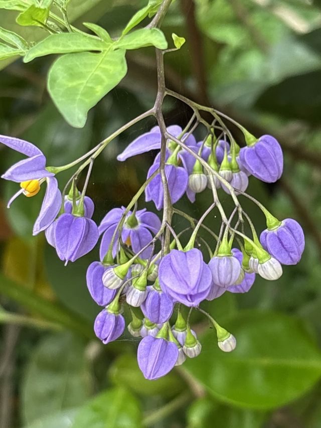 廈植現“紫霧”：紫色南青檸爆花醉了春日