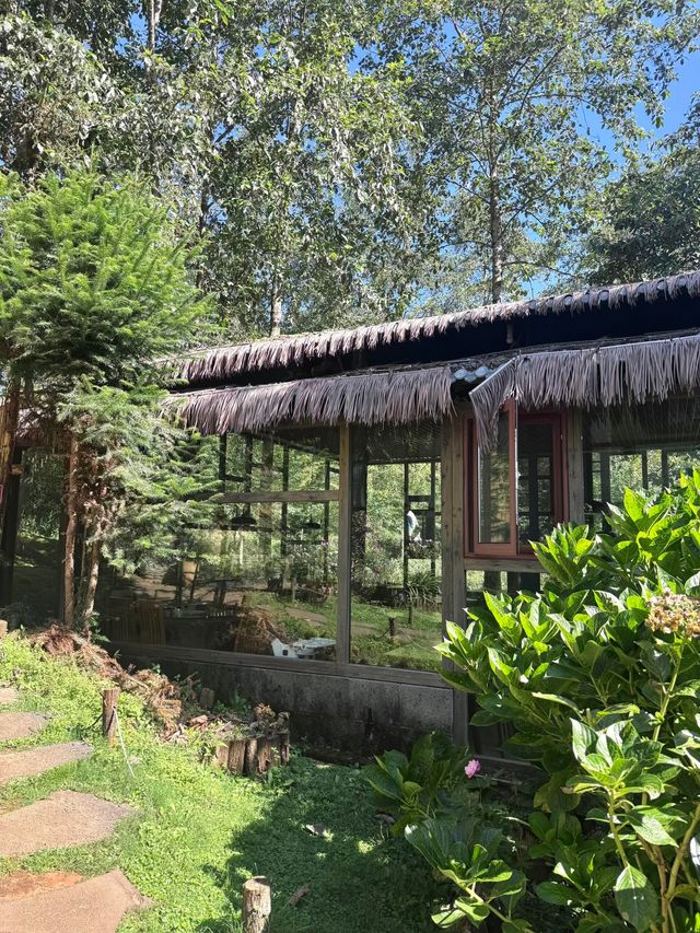 騰衝小眾秘境大地茶海人均50get茶園大片 騰衝小眾秘境大地茶海人均50get茶園大片
