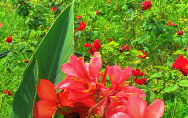 上海薰衣草公園秋日限定|美人蕉綻放的浪漫花海 上海薰衣草公園秋日限定|美人蕉綻放的浪漫花海