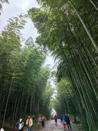 霧隱竹香踏雨行