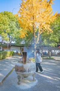 蘇州寺廟的秋天,感受秋天的神秘秘境