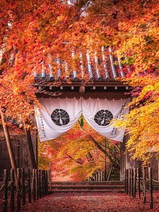 Let's first appreciate that Japan is about to enter its year-round divine season