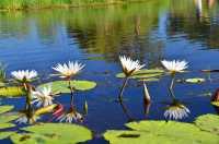 疫情前的奇幻之旅在博茨瓦納奧卡萬戈遇見非洲象