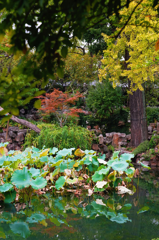 江南秋色藏留園讓人忍不住愛了又愛! 江南秋色藏留園讓人忍不住愛了又愛!