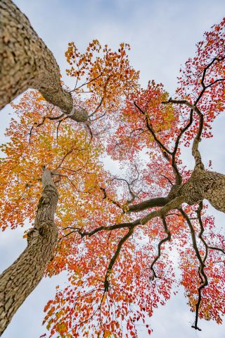 The tension of this tree at Xinglong Lake is fully stretched in autumn