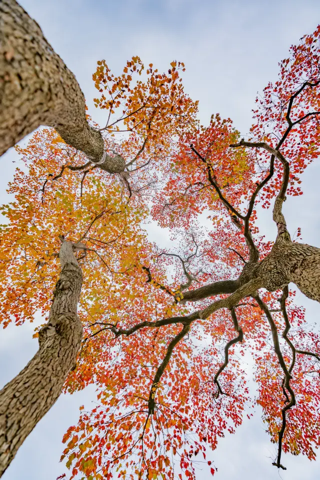 The tension of this tree at Xinglong Lake is fully stretched in autumn