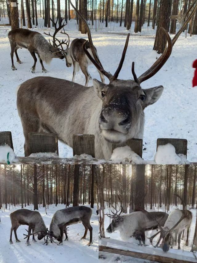 一次難忘的尋北之旅 一次難忘的尋北之旅