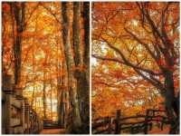 亞洲最漫長紅葉走廊｜2025終極賞秋攻略