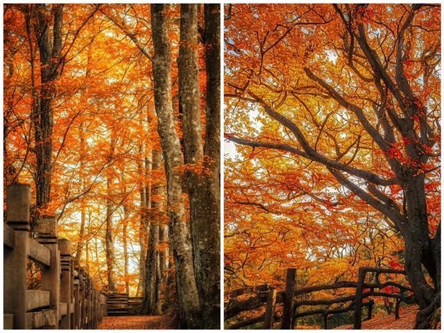 亞洲最漫長紅葉走廊｜2025終極賞秋攻略