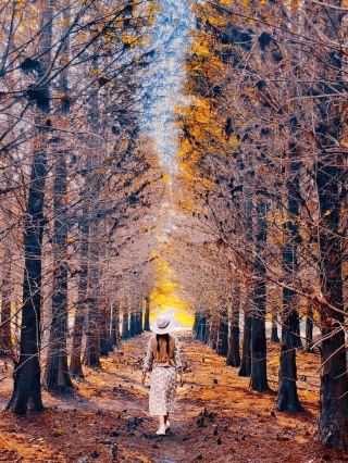 The Dawn Redwood Secret Realm Revealed! A Must-Visit Misty Forest for Yunlin Instagrammers