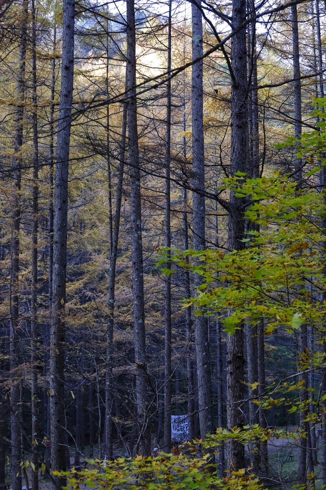 秦嶺留壩環線之情人谷
