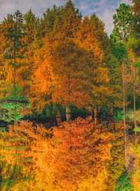 南京賞秋攻略這幾個寶藏地直接衝超出片