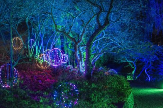 The "Lightscape" event returns to San Diego Encinitas Botanical Garden