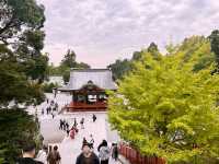 鶴岡八幡宮｜鎌倉最具代表性的神社散步路線 ⛩️🍁