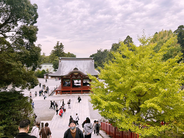 鶴岡八幡宮｜鎌倉最具代表性的神社散步路線 ⛩️🍁