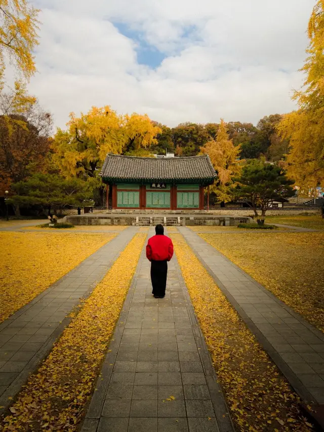 羨慕全州人這裡的銀杏美到犯規!