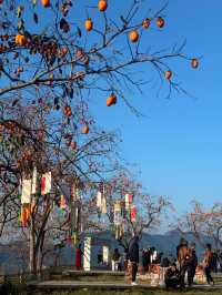 楠溪江秋冬遊攻略一鍵解鎖金黃柿子+古村曬秋+紅楓古道