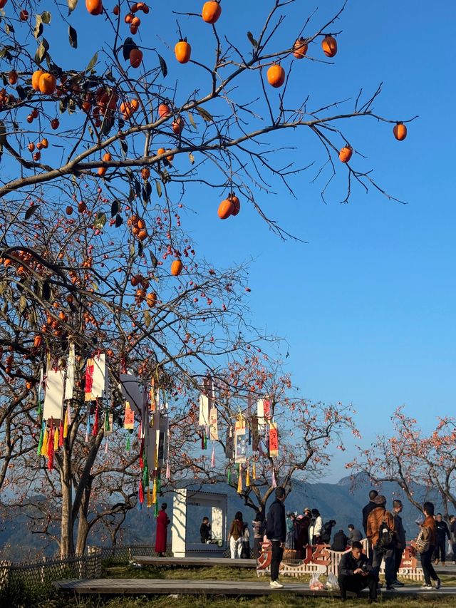 楠溪江秋冬遊攻略一鍵解鎖金黃柿子+古村曬秋+紅楓古道