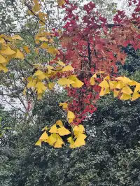 鐘山景區一日遊攻略 反方向路線避開人流