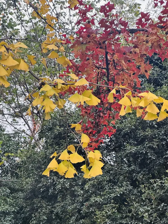 鐘山景區一日遊攻略 反方向路線避開人流