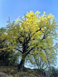 最美銀杏古村拍大片