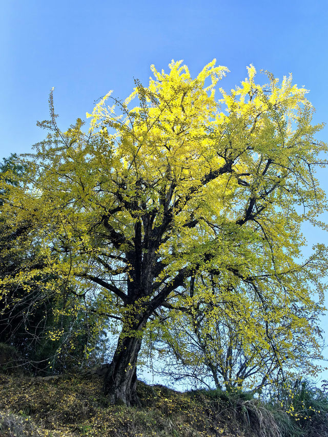 最美銀杏古村拍大片 最美銀杏古村拍大片