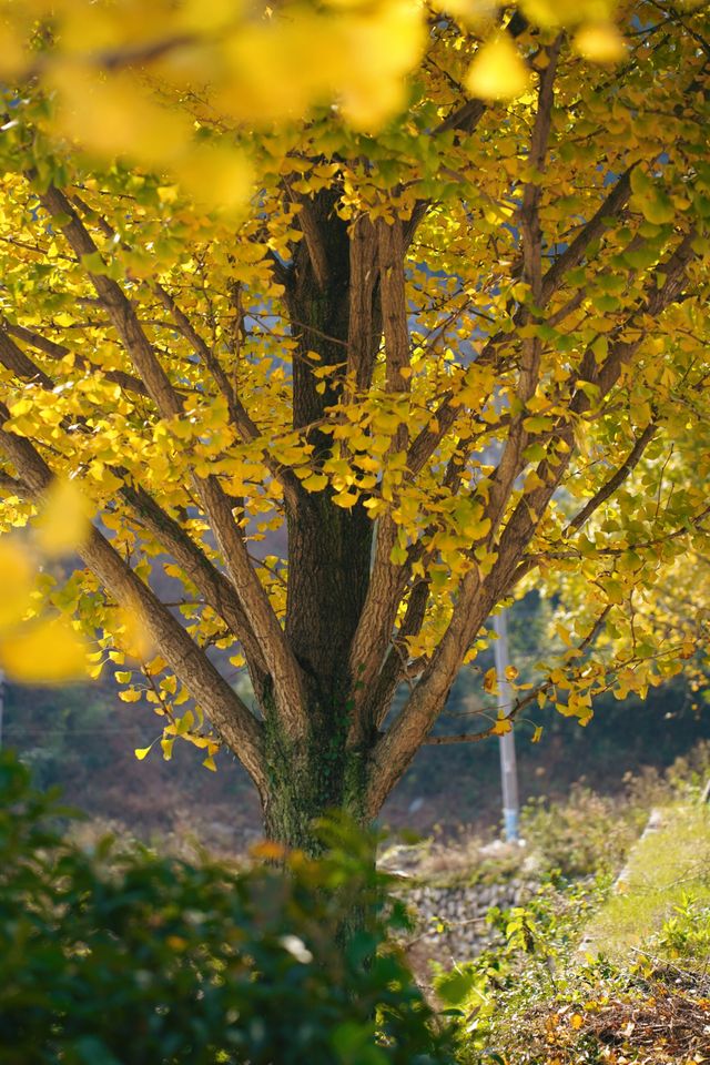 覆卮山小眾絕美民宿 覆卮山小眾絕美民宿