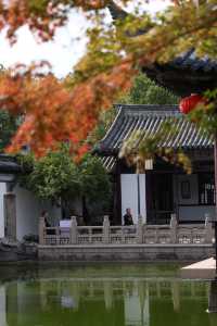 常熟方塔園賞桂攻略 這抹金黃香醉了整個秋天