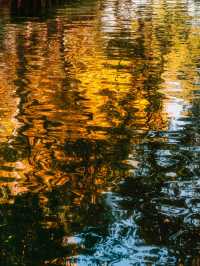 在濮院 | “樹樹皆秋色，波波成畫屏”