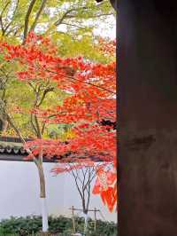 坐著11號線去看秋(上海周邊遊)