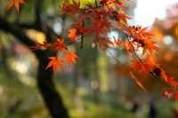 廬山賞秋必去！牯嶺鎮楓葉紅透的浪漫時光