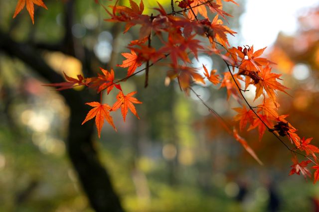 廬山賞秋必去！牯嶺鎮楓葉紅透的浪漫時光