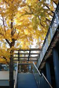 圖書館和銀杏真的絕配｜常熟