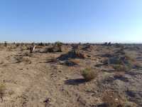 新疆伊吾胡楊秘境