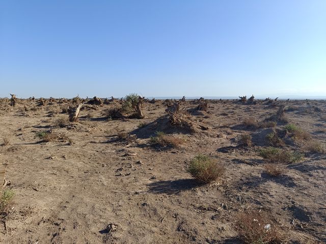 新疆伊吾胡楊秘境