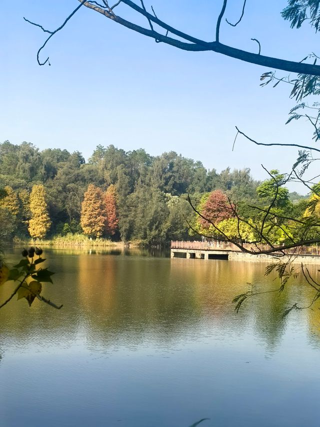 【韶關紅葉季】韶州公園漫步指南童話世界的調色盤在這裡! 【韶關紅葉季】韶州公園漫步指南童話世界的調色盤在這裡!