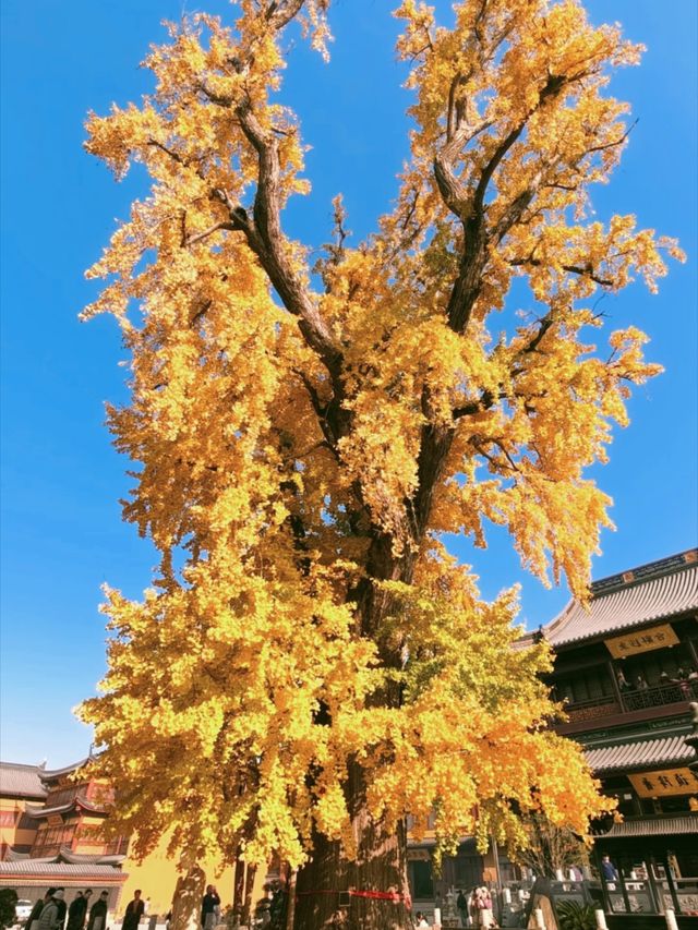 報國寺銀杏觀賞指南
