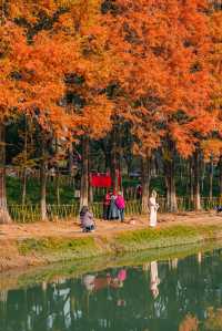 升仙湖的秋，是水杉用紅色寫的詩 