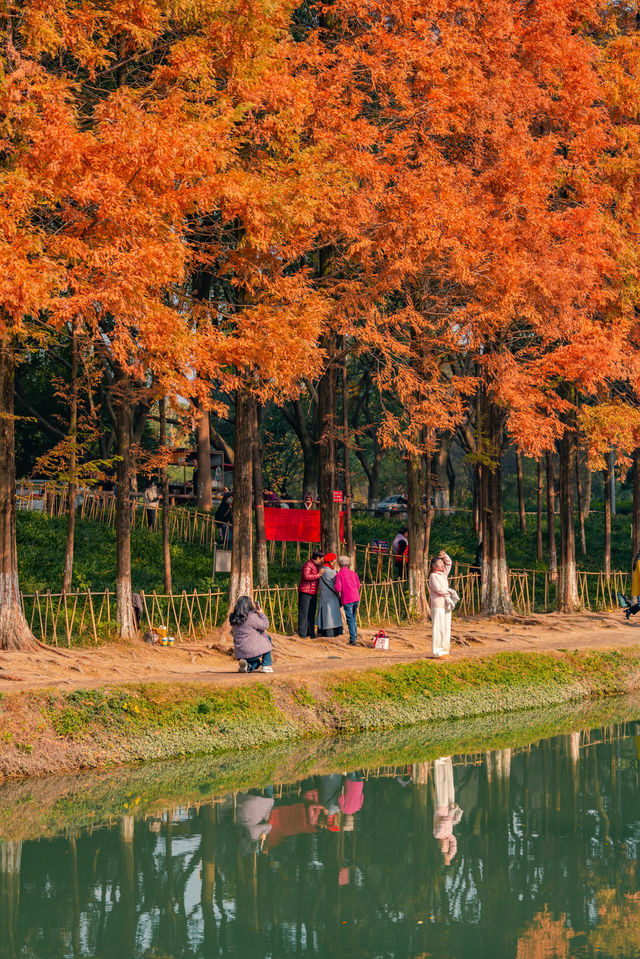 升仙湖的秋，是水杉用紅色寫的詩 