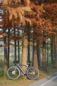 還用去擠白鷺灣?人少景美的水杉秘境!