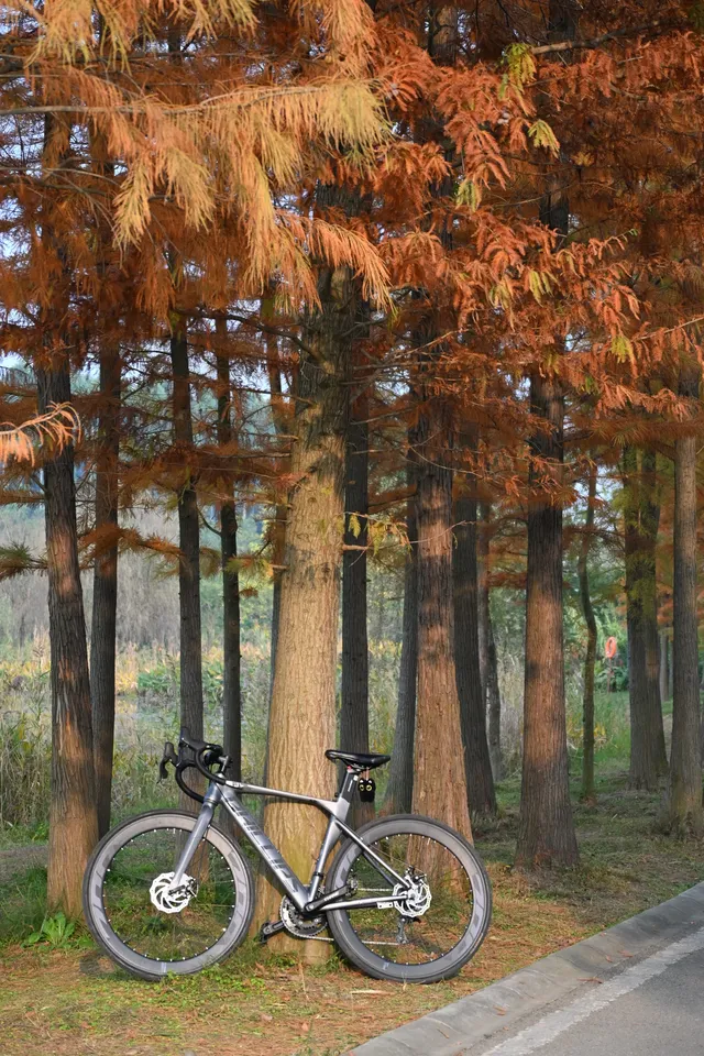 還用去擠白鷺灣?人少景美的水杉秘境! 還用去擠白鷺灣?人少景美的水杉秘境!