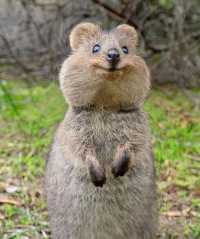 《瘋狂動物城2》新角色是短尾矮袋鼠?!