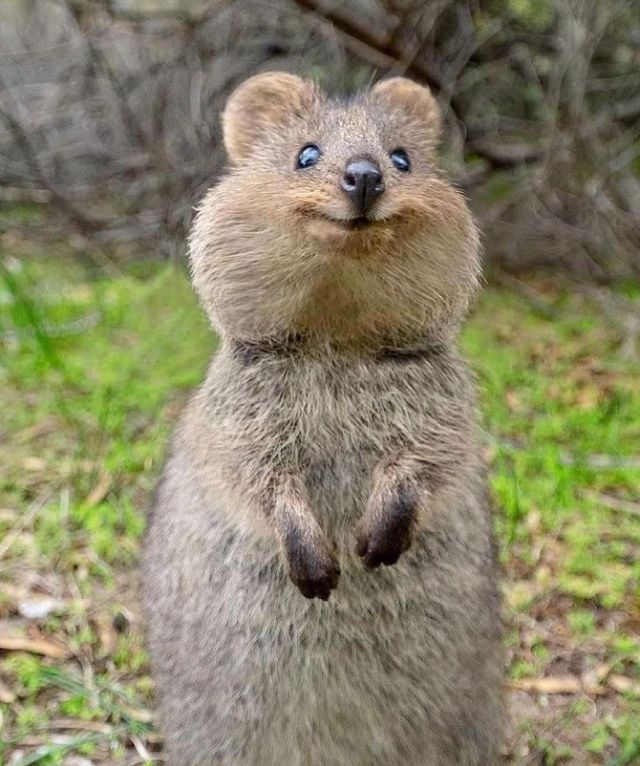 《瘋狂動物城2》新角色是短尾矮袋鼠?! 《瘋狂動物城2》新角色是短尾矮袋鼠?!