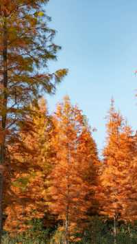 冬日邂逅西昌小漁村紅杉林：把邛海的溫柔揉進紅杉的焦糖色裡