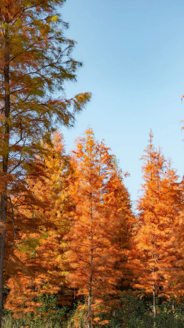 冬日邂逅西昌小漁村紅杉林：把邛海的溫柔揉進紅杉的焦糖色裡