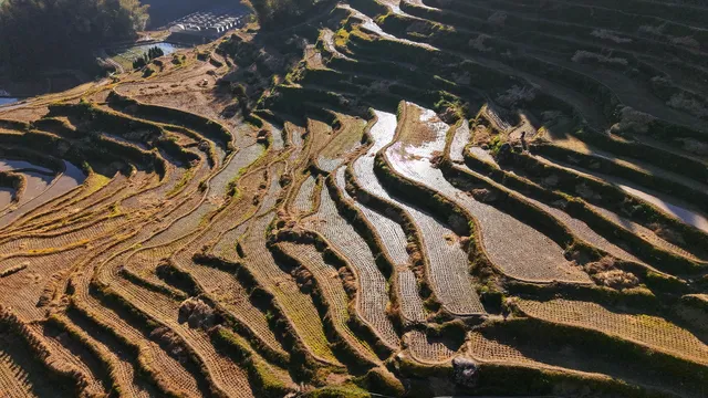 雲和梯田截止1129稻穀收割進度,附遊玩攻略 雲和梯田截止1129稻穀收割進度,附遊玩攻略