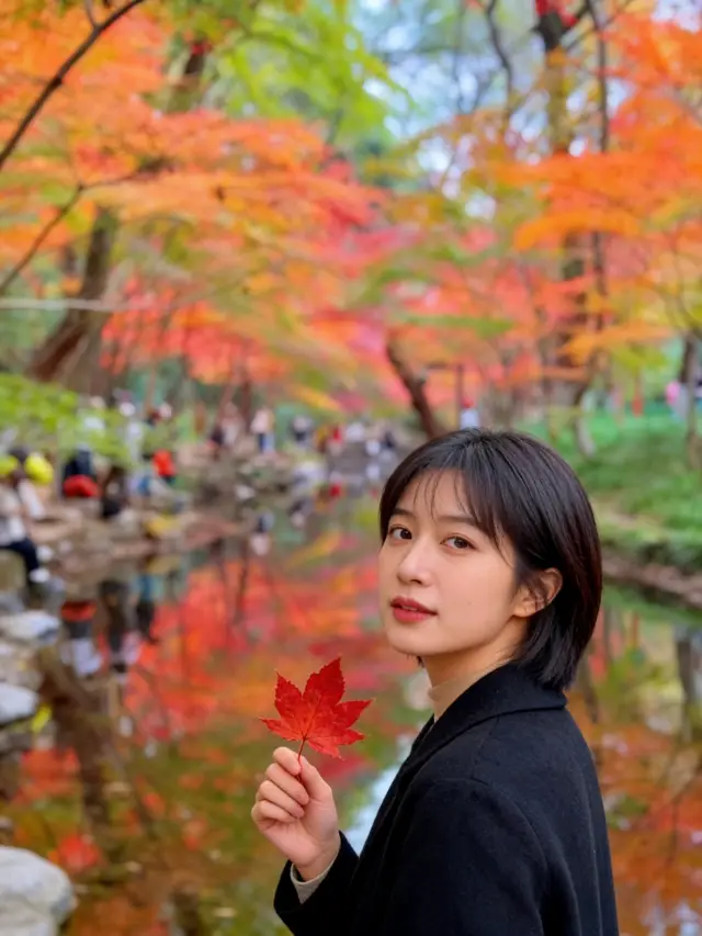 Jiuxi Eighteen Streams in Hangzhou | A Maple Leaf Wonderland Like a Spilled Palette